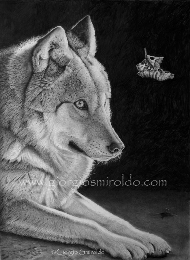 Disegni matita - 